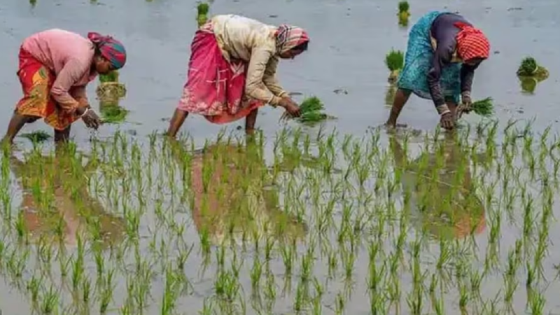 प्रधानमंत्री शेतकरी सन्मान निधी योजना (पीएम-किसान)